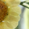 Summer Field Botanist Cuff - Analog Watch Co.
