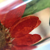 Wild Island Botanist Cuff - Analog Watch Co.
